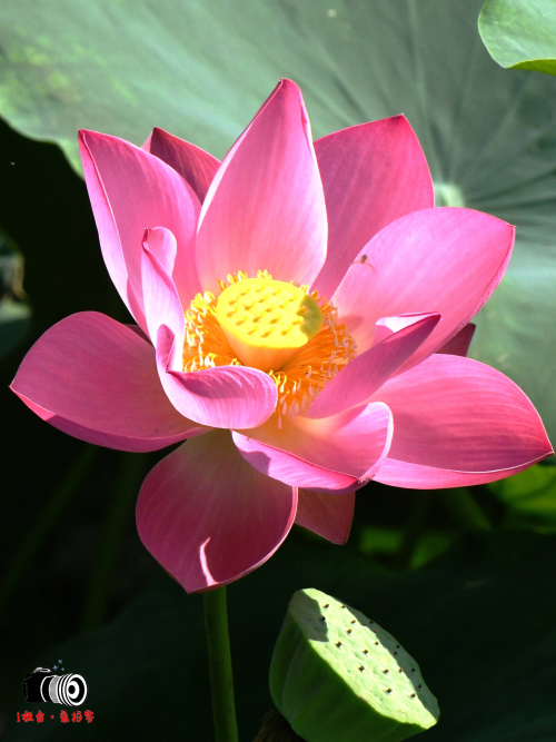 i桓臺·愛拍客丨秋荷